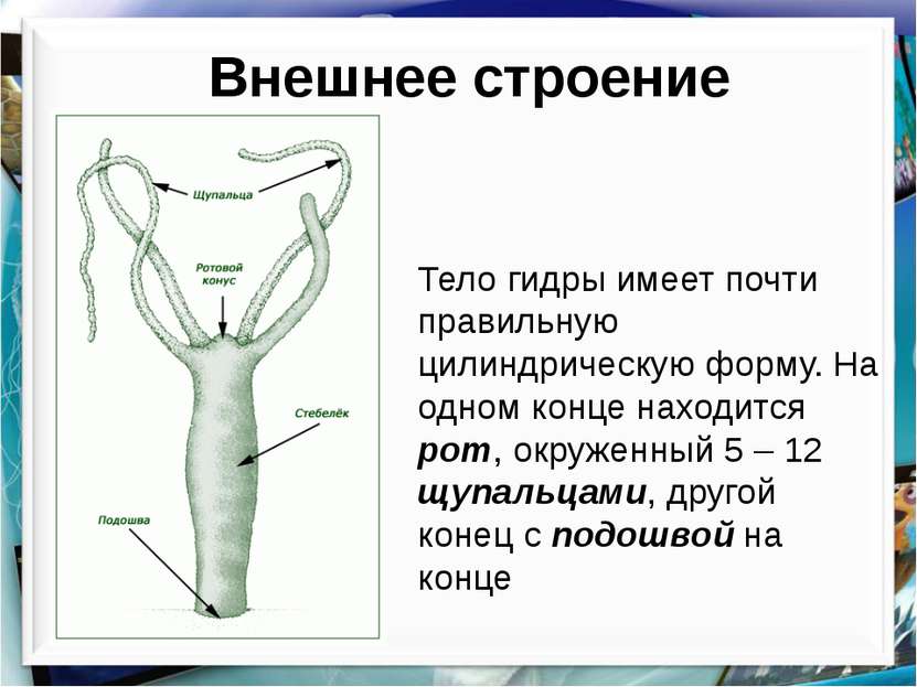 Кракен наркота что это